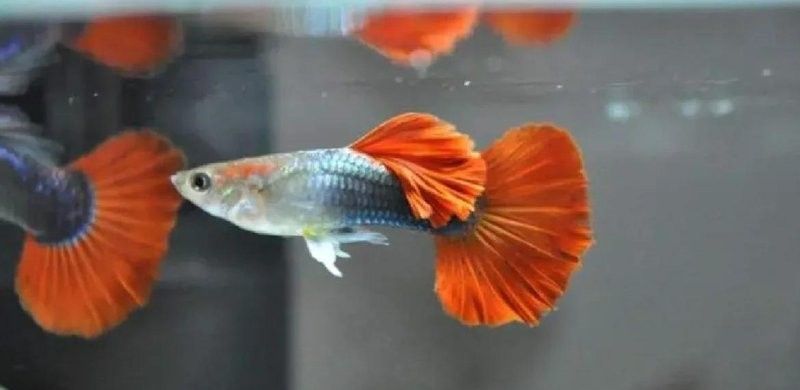 龍魚和地圖魚哪個更適合新手（地圖魚和龍魚哪個更受歡迎，新手養魚最值得推薦的品種推薦）