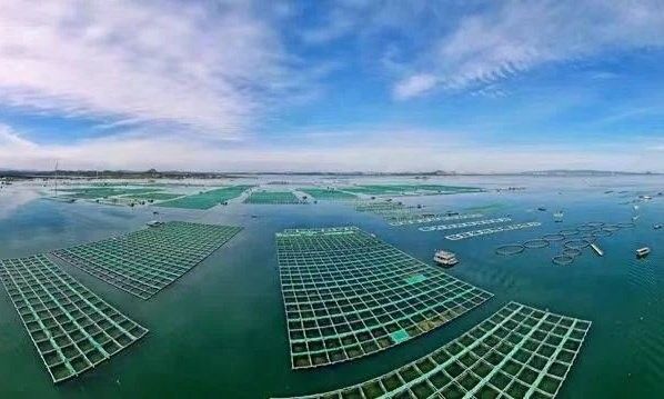 漳浦哪個水族館龍魚好？祥龍魚場龍魚（浦縣的龍魚愛好者們有福了） 漳浦哪個水族館龍魚好？祥龍魚場龍魚（浦縣的龍魚愛好者們有福了） 龍魚百科 第9張