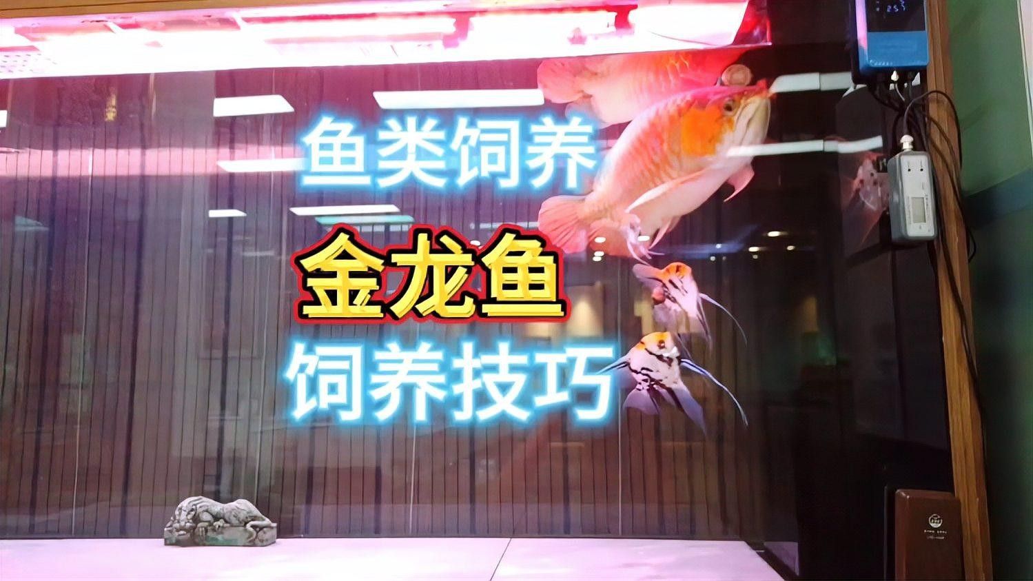 金龍魚稀有品種的養(yǎng)殖難度如何（廣東媳婦想買3萬的金龍魚來養(yǎng)，公公表示同意）