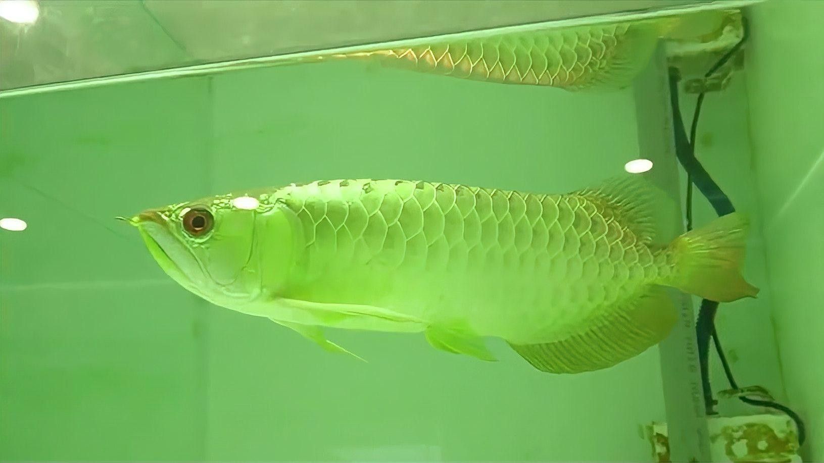 金龍魚稀有品種的養(yǎng)殖難度如何（廣東媳婦想買3萬的金龍魚來養(yǎng)，公公表示同意）