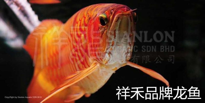 金龍魚(yú)發(fā)色一般需要多長(zhǎng)時(shí)間（金龍魚(yú)發(fā)色的時(shí)間因個(gè)體差異和環(huán)境條件而異）