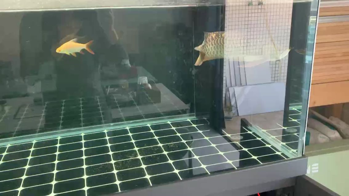 魚缸過濾器選購指南:自制魚缸過濾器魚缸上置過濾器對于養魚愛好者的必備知識 換水(tzx評論:換水對水質的影響及處理方法,換水是常見的管理措施) 龍魚論壇 換水(tzx評論:換水對水質的影響及處理方法,換水是常見的管理措施) 換水(tzx評論:換水對水質的影響及處理方法,換水是常見的管理措施) 龍魚論壇