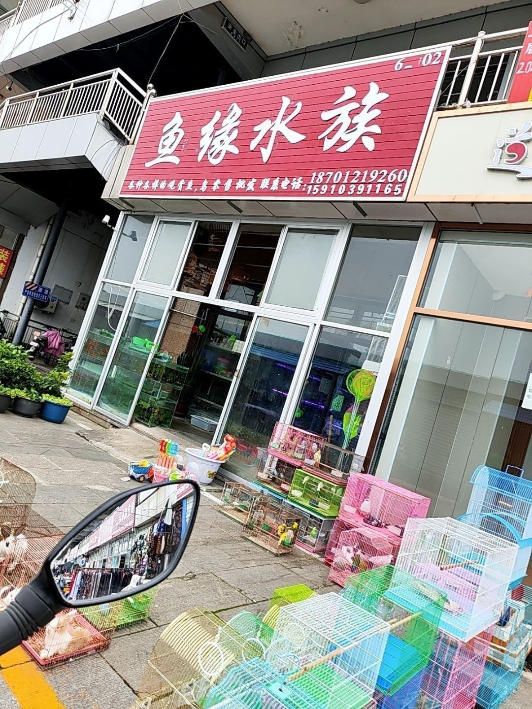 密山哪個水族館龍魚好？祥龍魚場龍魚（北京密山哪個水族館龍魚好） 密山哪個水族館龍魚好？祥龍魚場龍魚（北京密山哪個水族館龍魚好） 龍魚百科 第6張