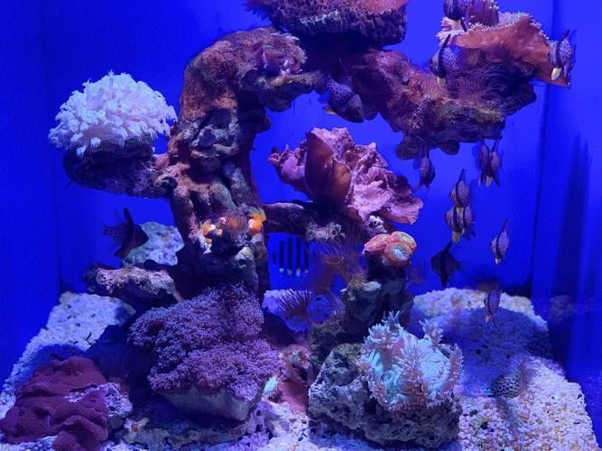 密山哪個水族館龍魚好？祥龍魚場龍魚（北京密山哪個水族館龍魚好） 密山哪個水族館龍魚好？祥龍魚場龍魚（北京密山哪個水族館龍魚好） 龍魚百科 第5張