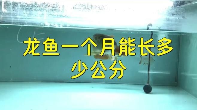 紅眼白子招財龍多久喂一次？（紅眼白子招財龍的喂養方法）