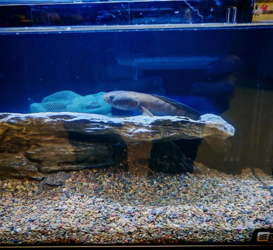 如何降低彩虹雷龍魚的攻擊性？（如何降低彩虹雷龍魚攻擊性）