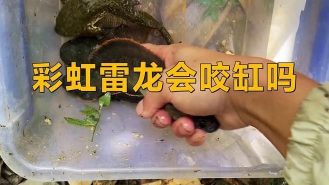 如何降低彩虹雷龍魚的攻擊性？（如何降低彩虹雷龍魚攻擊性）
