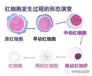 紅細胞的繁殖方式是怎樣的（紅細胞是怎么產生的）