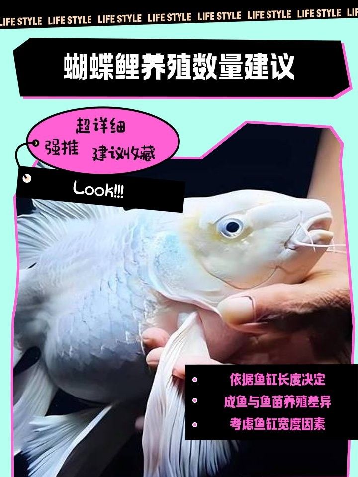 蝴蝶鯉混養需要多大的魚缸（混養蝴蝶鯉需要注意的事項） 蝴蝶鯉混養需要多大的魚缸（混養蝴蝶鯉需要注意的事項） 龍魚百科 第4張