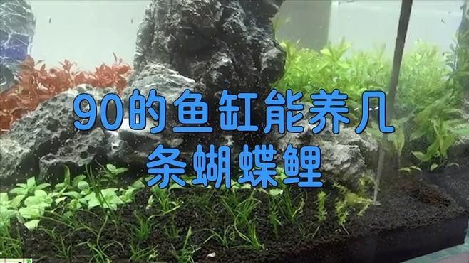 蝴蝶鯉混養需要多大的魚缸（混養蝴蝶鯉需要注意的事項） 蝴蝶鯉混養需要多大的魚缸（混養蝴蝶鯉需要注意的事項） 龍魚百科 第2張