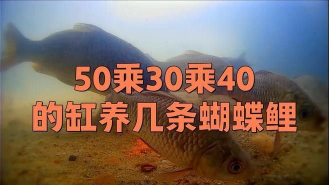 蝴蝶鯉混養需要多大的魚缸（混養蝴蝶鯉需要注意的事項） 蝴蝶鯉混養需要多大的魚缸（混養蝴蝶鯉需要注意的事項） 龍魚百科 第1張