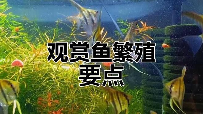 繁殖期間如何避免水溫波動？（孔雀魚繁殖季節注意事項） 繁殖期間如何避免水溫波動？（孔雀魚繁殖季節注意事項） 龍魚百科 第1張