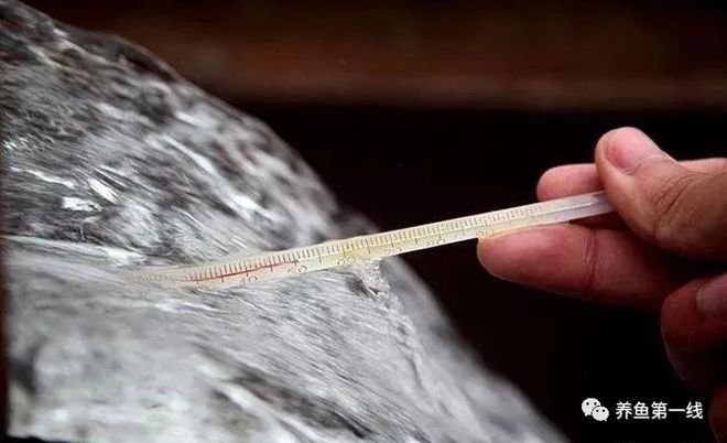 繁殖期間如何避免水溫波動？（孔雀魚繁殖季節注意事項） 繁殖期間如何避免水溫波動？（孔雀魚繁殖季節注意事項） 龍魚百科 第10張