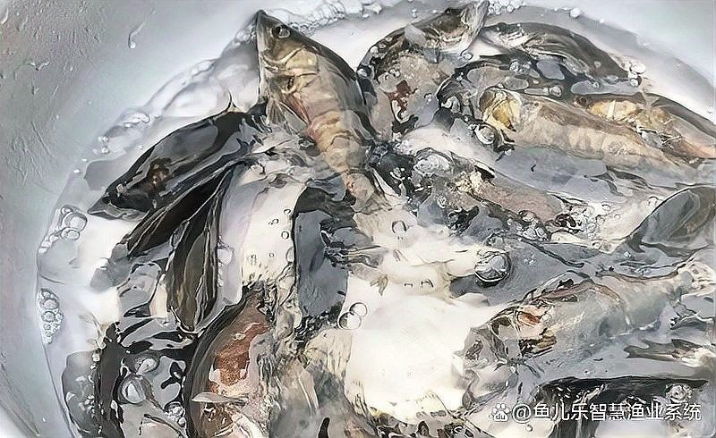 繁殖期間如何避免水溫波動？（孔雀魚繁殖季節注意事項） 繁殖期間如何避免水溫波動？（孔雀魚繁殖季節注意事項） 龍魚百科 第12張