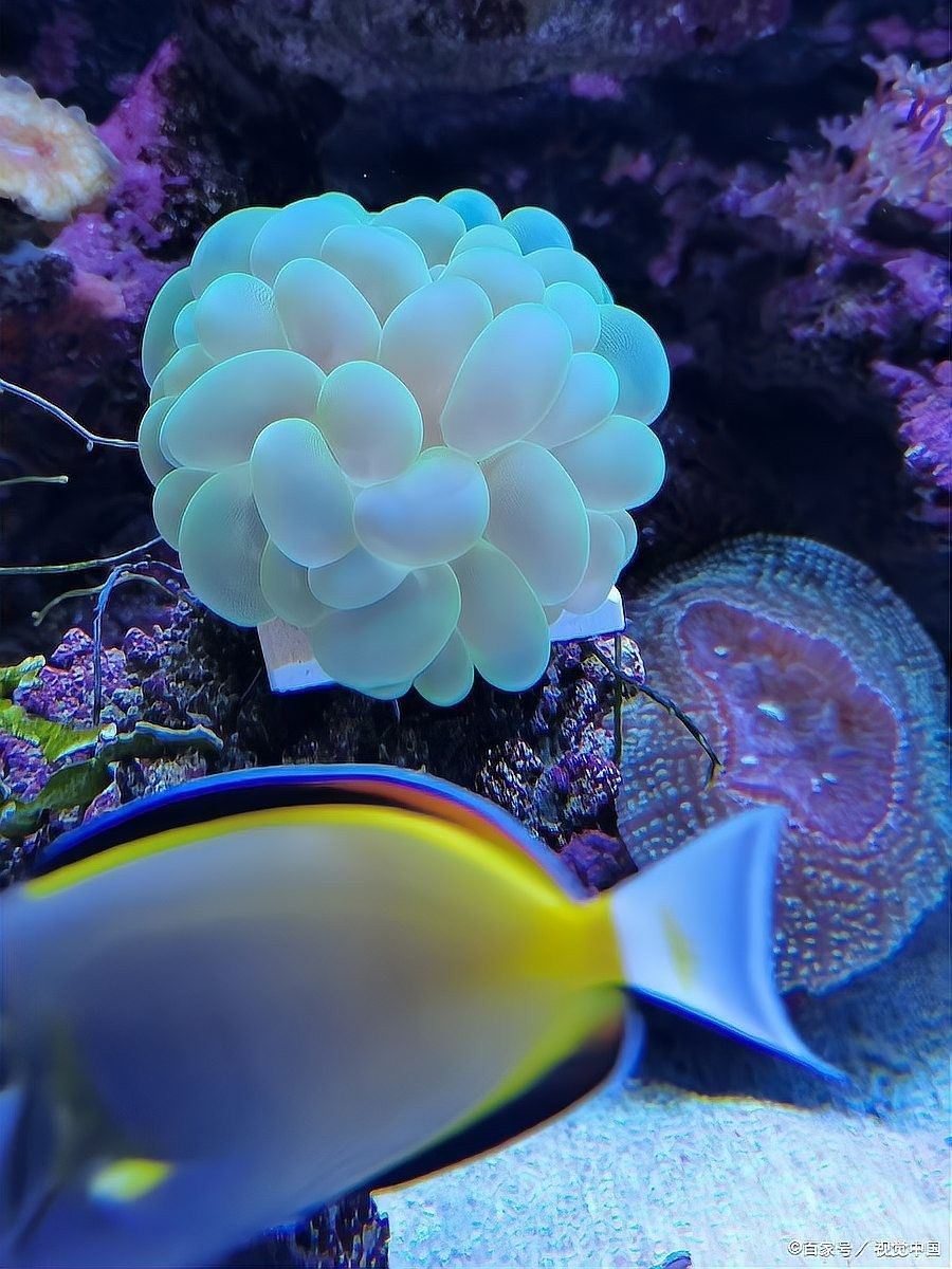 繁殖期間如何避免水溫波動？（孔雀魚繁殖季節注意事項） 繁殖期間如何避免水溫波動？（孔雀魚繁殖季節注意事項） 龍魚百科 第5張