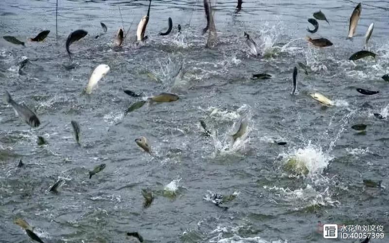 繁殖期間如何避免水溫波動？（孔雀魚繁殖季節注意事項） 繁殖期間如何避免水溫波動？（孔雀魚繁殖季節注意事項） 龍魚百科 第9張