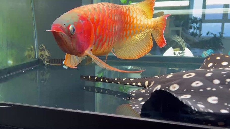 孟吉爾紅龍魚有哪些血統(孟吉爾紅龍魚的種類有哪些?) 龍魚百科 第2張 孟吉爾紅龍魚有哪些血統(孟吉爾紅龍魚的種類有哪些?) 孟吉爾紅龍魚有哪些血統(孟吉爾紅龍魚的種類有哪些?) 龍魚百科 第2張