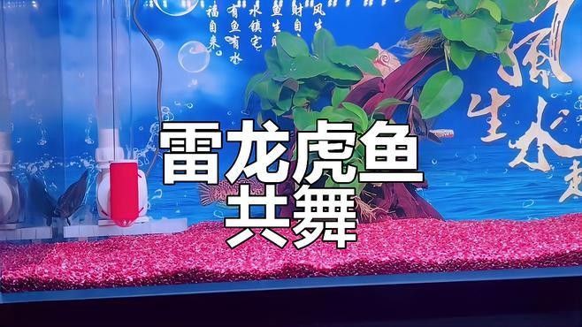 雷龍魚和虎魚混養(yǎng)需要多久適應(yīng)（雷龍魚混養(yǎng)技巧攻略，如何避免大魚吃小魚養(yǎng)魚說，觀賞魚混養(yǎng)失敗）