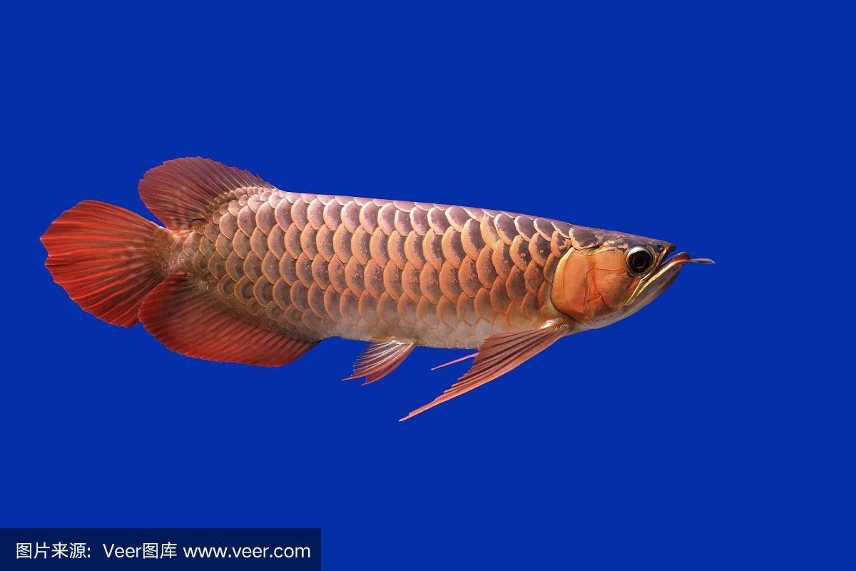 泗陽哪個水族館龍魚好？祥龍魚場龍魚（廣州祥龍魚場，極品祥龍魚場·進口元寶鳳凰魚飼養全指南） 泗陽哪個水族館龍魚好？祥龍魚場龍魚（廣州祥龍魚場，極品祥龍魚場·進口元寶鳳凰魚飼養全指南） 龍魚百科 第2張