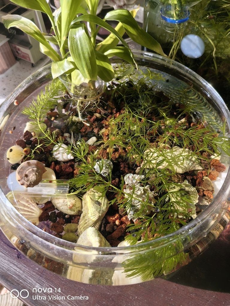 草缸2（如何通過調整光照和溫度優化草缸的生態環境）