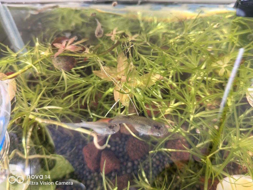 一個月（一個月的探索與成長） 一個月（一個月的探索與成長） 龍魚論壇 第2張