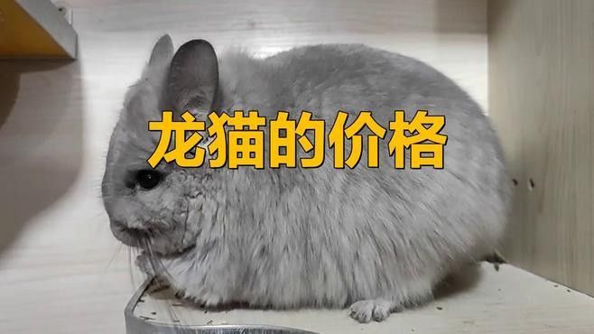 龍貓玩具價格范圍（龍貓玩具價格一般多少錢）