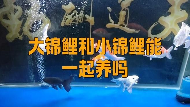 龍魚和錦鯉混養的最佳搭配（龍魚可以和錦鯉一起混養嗎）