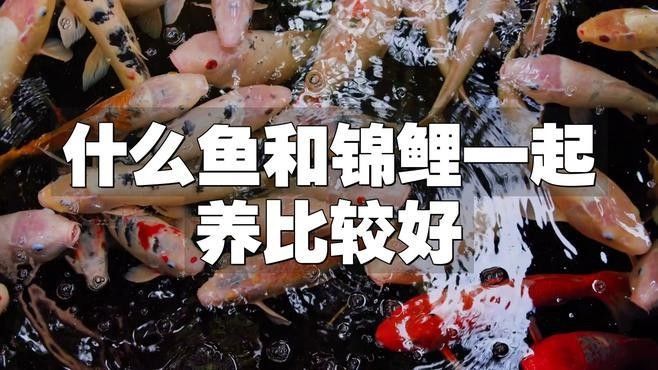 龍魚和錦鯉混養的最佳搭配（龍魚可以和錦鯉一起混養嗎）
