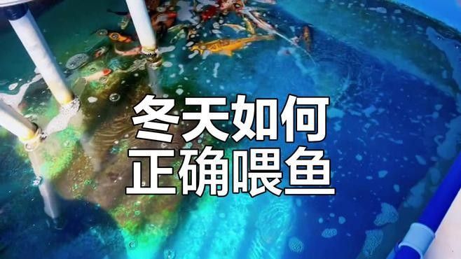 龍魚冬季喂食量如何控制（如何控制龍魚冬季喂食量）