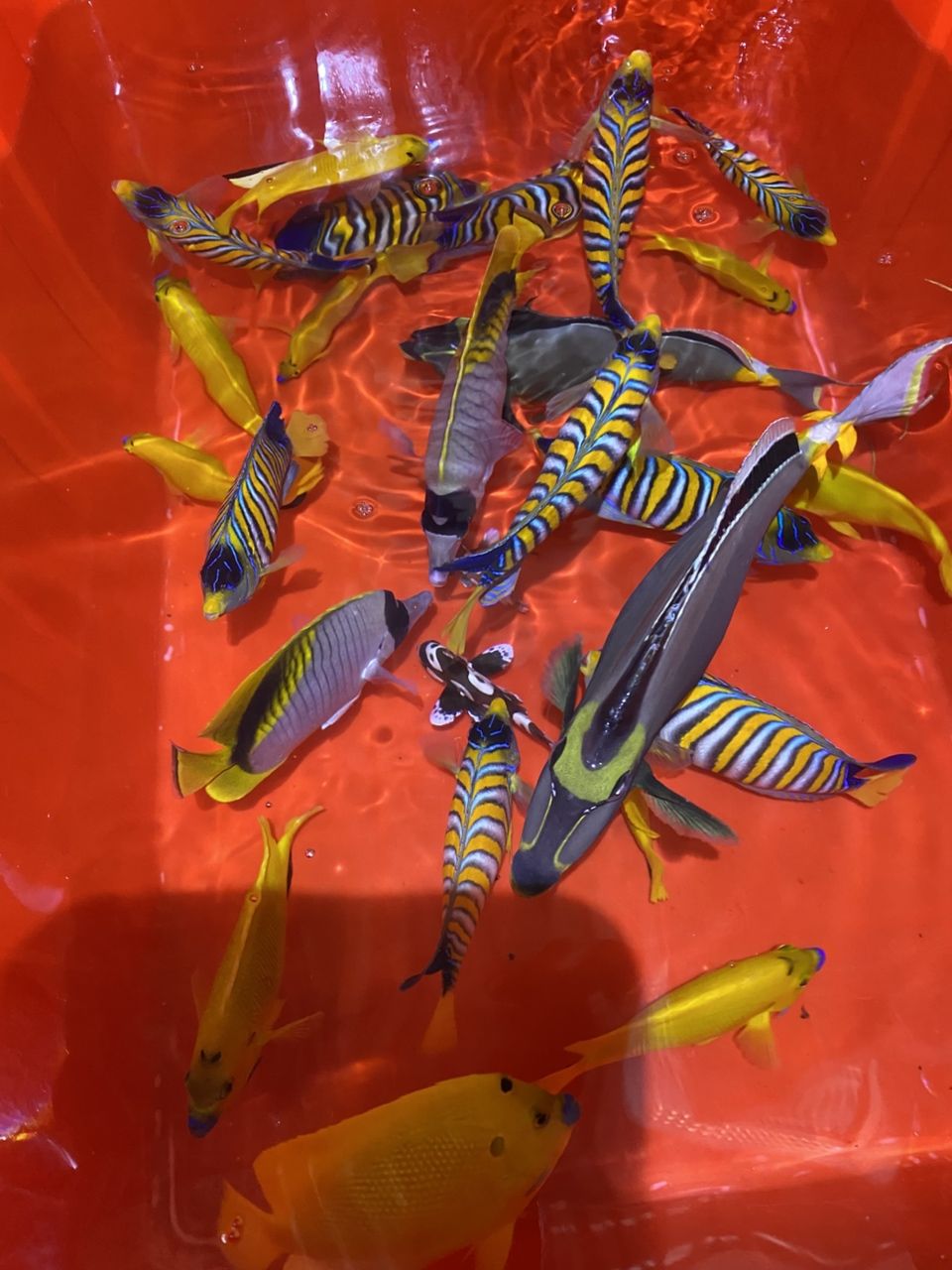 各種手捕觀賞魚（各種手捕觀賞魚的特征、飼養(yǎng)要求及飼養(yǎng)要求及飼養(yǎng)要求）