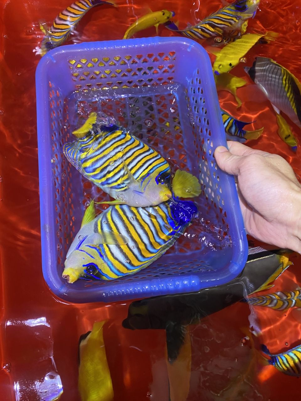 各種手捕觀賞魚（各種手捕觀賞魚的特征、飼養(yǎng)要求及飼養(yǎng)要求及飼養(yǎng)要求）