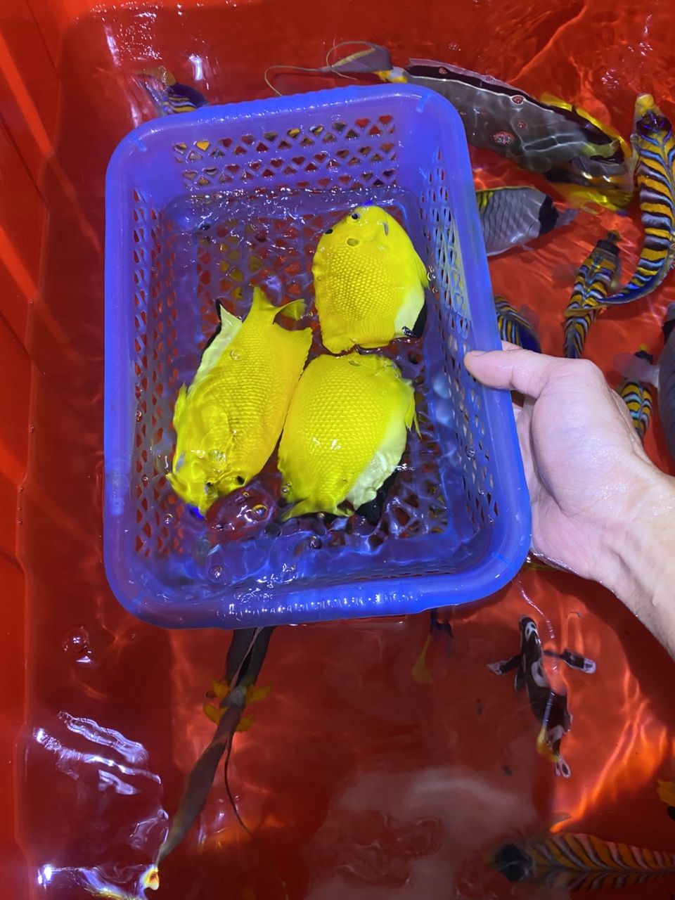 各種手捕觀賞魚（各種手捕觀賞魚的特征、飼養(yǎng)要求及飼養(yǎng)要求及飼養(yǎng)要求）