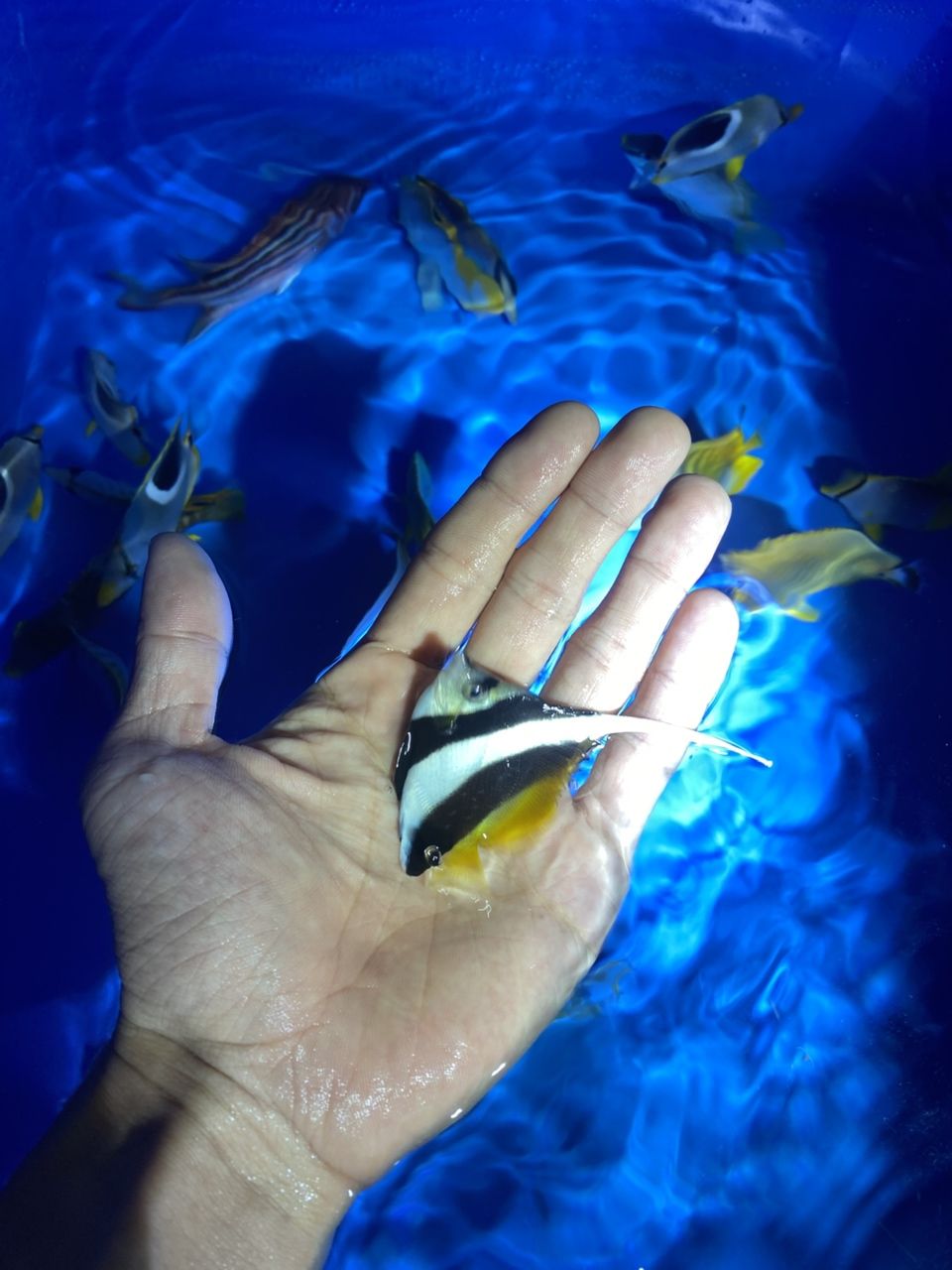 各種手捕觀賞魚（各種手捕觀賞魚的特征、飼養(yǎng)要求及飼養(yǎng)要求及飼養(yǎng)要求）