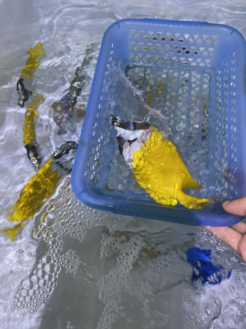 各種手捕觀賞魚（各種手捕觀賞魚的特征、飼養(yǎng)要求及飼養(yǎng)要求及飼養(yǎng)要求）