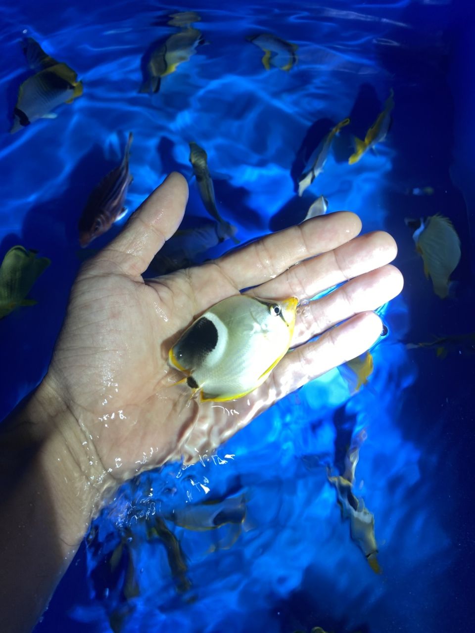 各種手捕觀賞魚（各種手捕觀賞魚的特征、飼養(yǎng)要求及飼養(yǎng)要求及飼養(yǎng)要求）