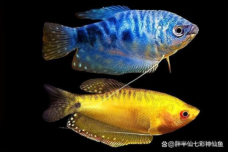 曼龍魚需要多大的魚缸（揭秘曼龍魚:究竟它能長到多大多壯美）