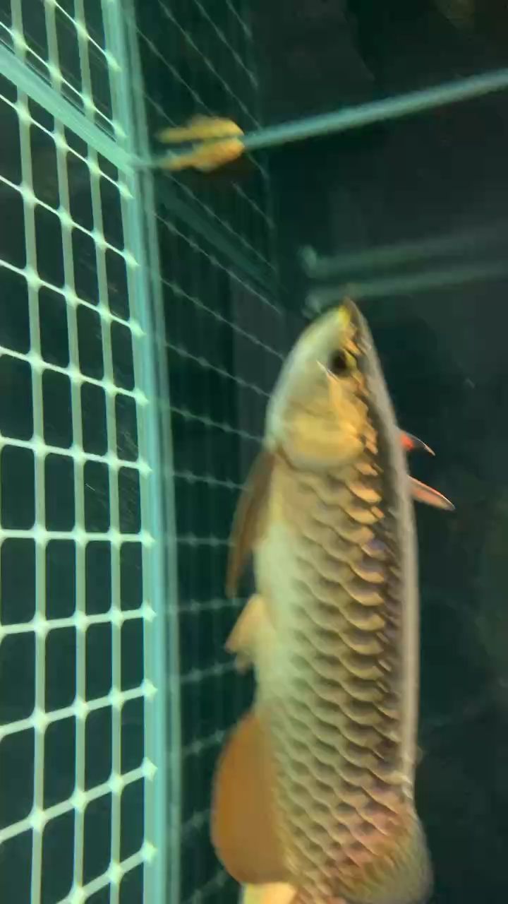 金龍（blackorwhitewing膜拜大神菠蘿雞肉堡）