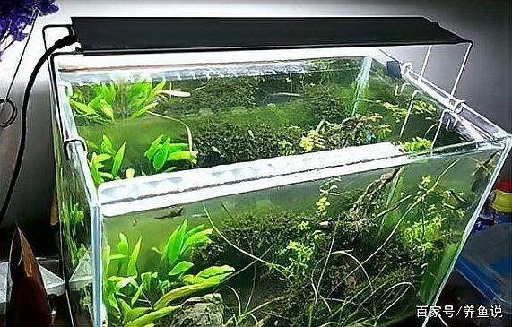 魚缸燈光開多久合適？（魚缸燈光一天開幾個(gè)小時(shí)最好）