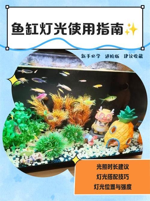 魚缸燈光開多久合適？（魚缸燈光一天開幾個(gè)小時(shí)最好）