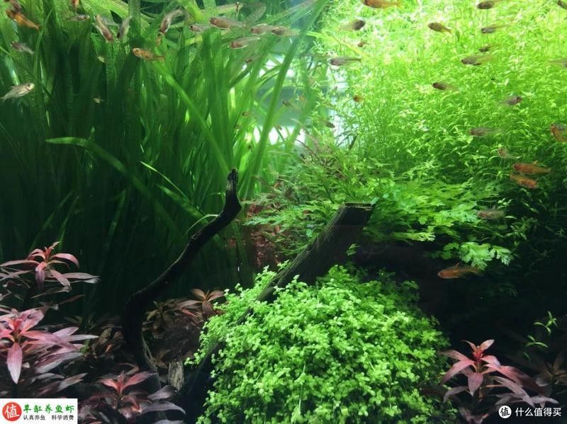 魚缸燈光開多久合適？（魚缸燈光一天開幾個(gè)小時(shí)最好）