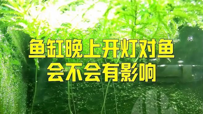 魚缸燈光開多久合適？（魚缸燈光一天開幾個(gè)小時(shí)最好）