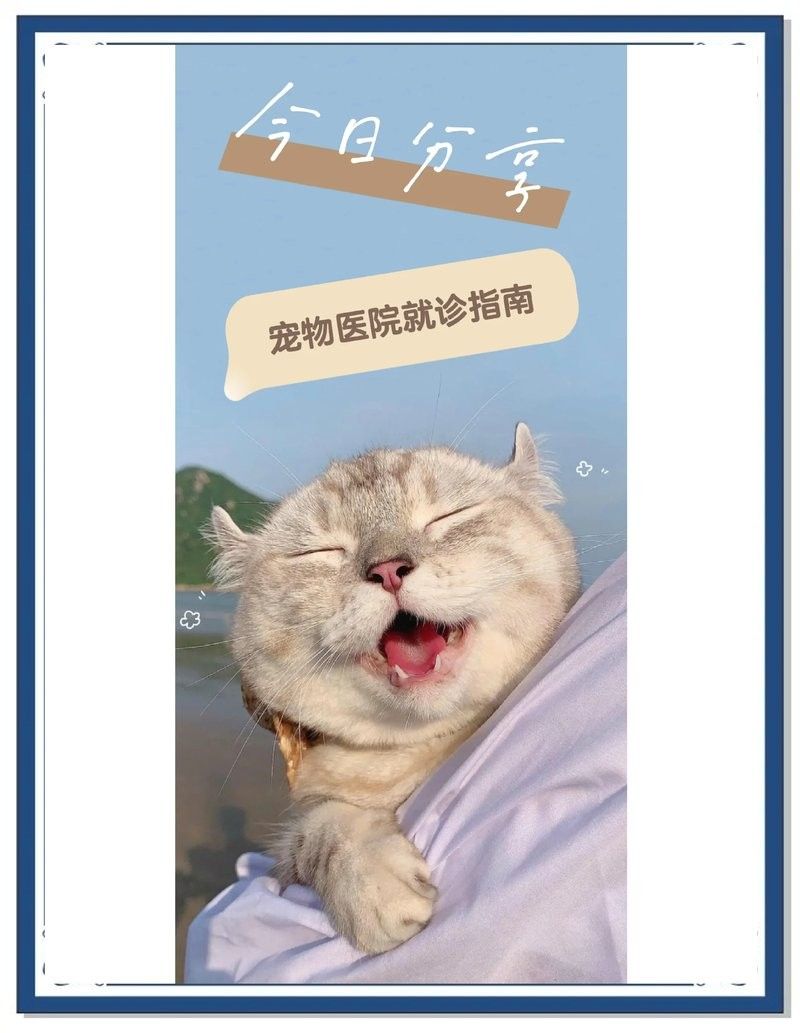 龍貓就醫(yī)前需要做什么準(zhǔn)備（六一媽媽de時光機(jī)搞好龍貓就醫(yī)前的準(zhǔn)備步驟） 龍貓就醫(yī)前需要做什么準(zhǔn)備（六一媽媽de時光機(jī)搞好龍貓就醫(yī)前的準(zhǔn)備步驟） 龍魚百科 第3張