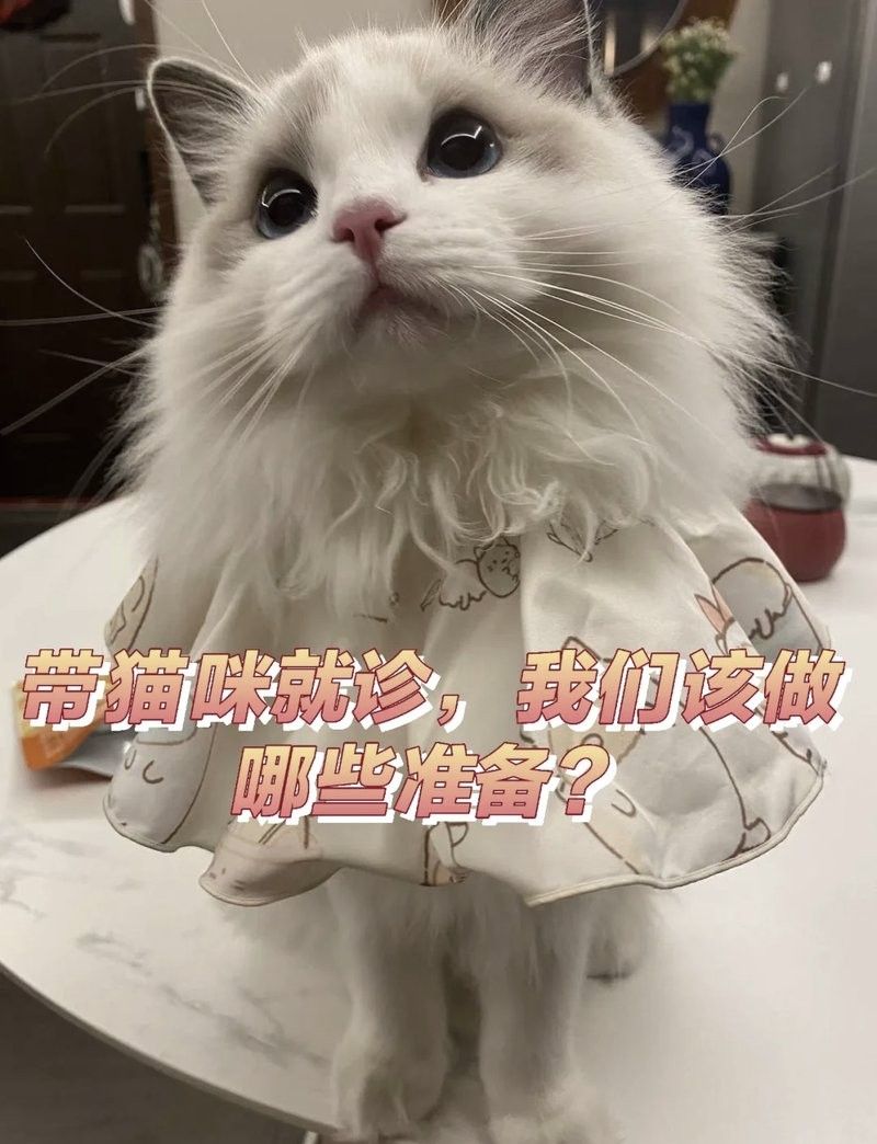 龍貓就醫(yī)前需要做什么準(zhǔn)備（六一媽媽de時光機(jī)搞好龍貓就醫(yī)前的準(zhǔn)備步驟） 龍貓就醫(yī)前需要做什么準(zhǔn)備（六一媽媽de時光機(jī)搞好龍貓就醫(yī)前的準(zhǔn)備步驟） 龍魚百科 第2張