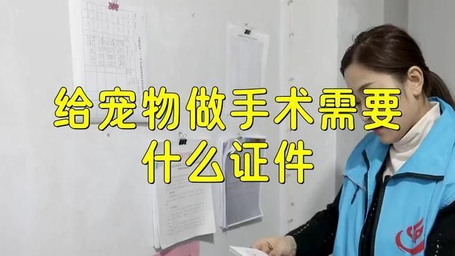 龍貓就醫(yī)前需要做什么準(zhǔn)備（六一媽媽de時光機(jī)搞好龍貓就醫(yī)前的準(zhǔn)備步驟） 龍貓就醫(yī)前需要做什么準(zhǔn)備（六一媽媽de時光機(jī)搞好龍貓就醫(yī)前的準(zhǔn)備步驟） 龍魚百科 第1張
