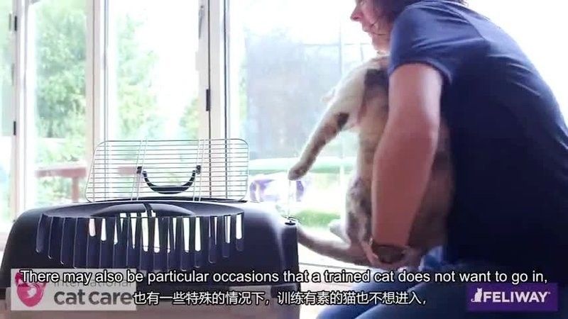 龍貓就醫(yī)前需要做什么準(zhǔn)備（六一媽媽de時光機(jī)搞好龍貓就醫(yī)前的準(zhǔn)備步驟） 龍貓就醫(yī)前需要做什么準(zhǔn)備（六一媽媽de時光機(jī)搞好龍貓就醫(yī)前的準(zhǔn)備步驟） 龍魚百科 第4張