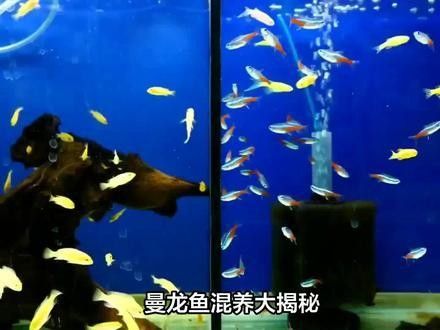 紅曼龍魚混養需要多大的魚缸（曼龍魚混養所需魚缸大小需綜合考慮魚體尺寸、混養種類及密度控制） 紅曼龍魚混養需要多大的魚缸（曼龍魚混養所需魚缸大小需綜合考慮魚體尺寸、混養種類及密度控制） 龍魚百科 第3張