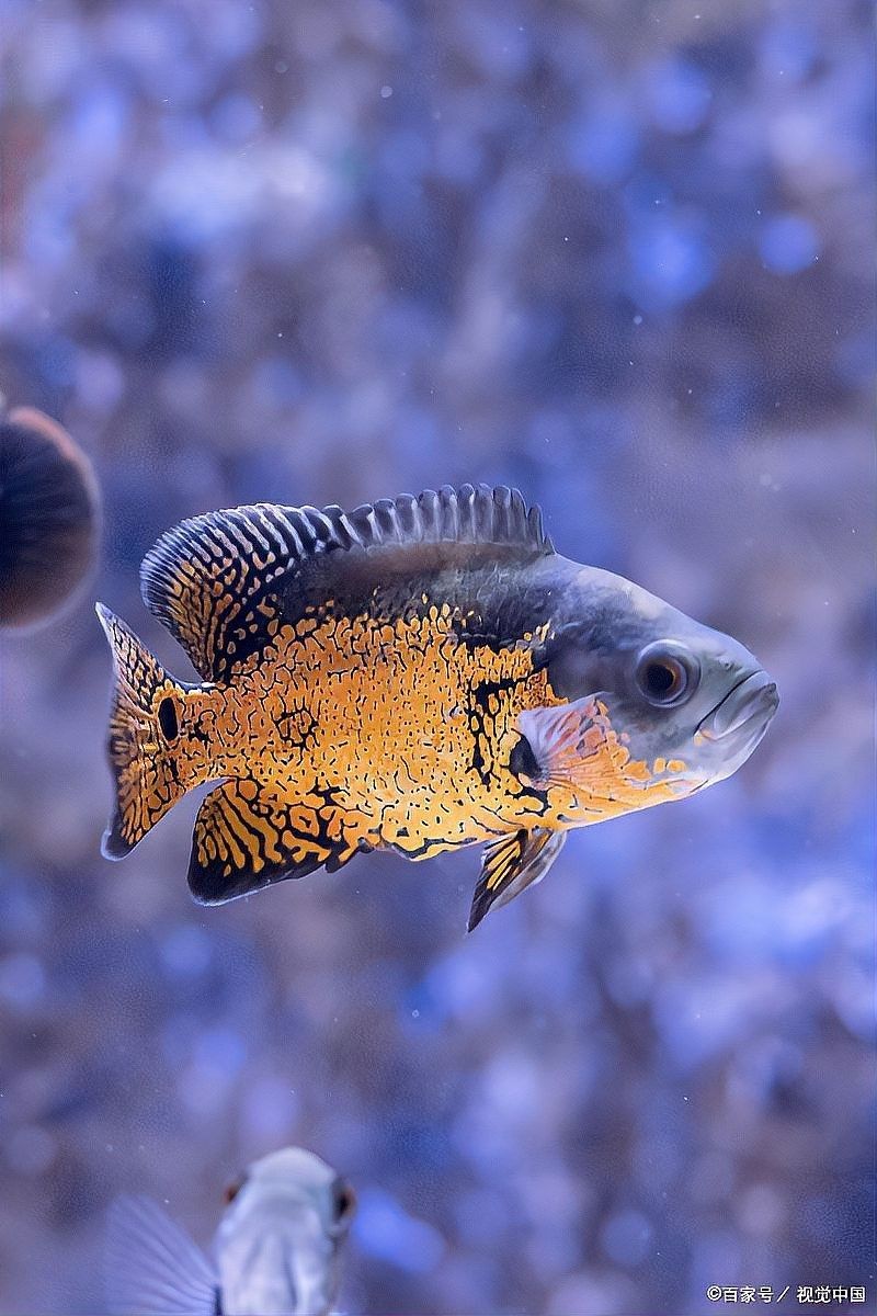 紅曼龍魚混養需要多大的魚缸（曼龍魚混養所需魚缸大小需綜合考慮魚體尺寸、混養種類及密度控制） 紅曼龍魚混養需要多大的魚缸（曼龍魚混養所需魚缸大小需綜合考慮魚體尺寸、混養種類及密度控制） 龍魚百科 第6張