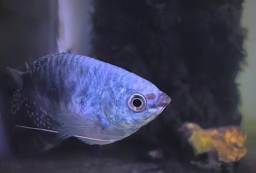 紅曼龍魚混養需要多大的魚缸（曼龍魚混養所需魚缸大小需綜合考慮魚體尺寸、混養種類及密度控制） 紅曼龍魚混養需要多大的魚缸（曼龍魚混養所需魚缸大小需綜合考慮魚體尺寸、混養種類及密度控制） 龍魚百科 第8張