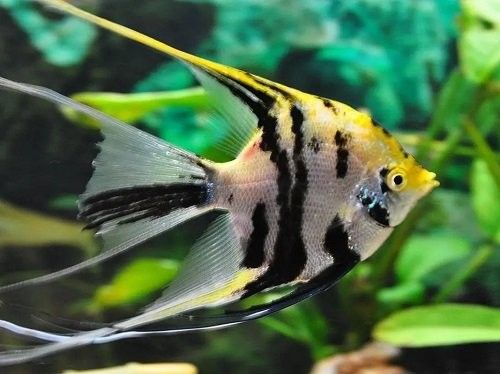 如何判斷龍魚是否接受燕魚（判斷龍魚是否接受燕魚，可以通過觀察以下幾個方面判斷）
