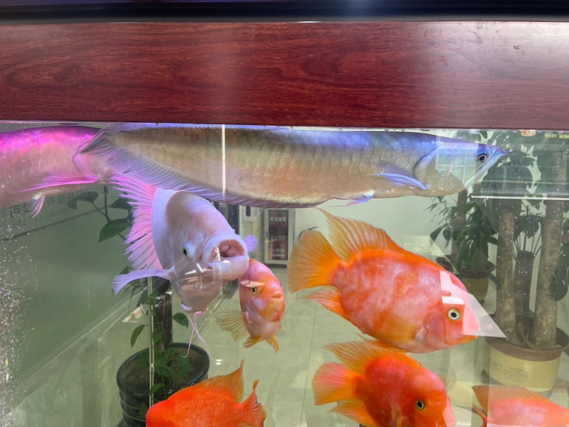 低價處理！喜歡的來（低價處理！喜歡的來，本廣告旨在吸引顧客關注并參與一個正在進行的低價銷售活動）
